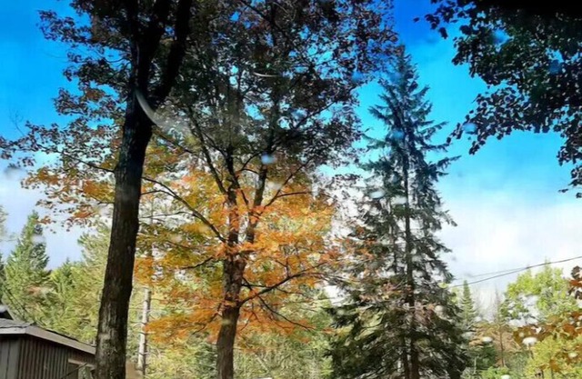 Cozy private cabin in stunning Dorset. 2 min to swim/hike/snowmobile/skate/ski!,
