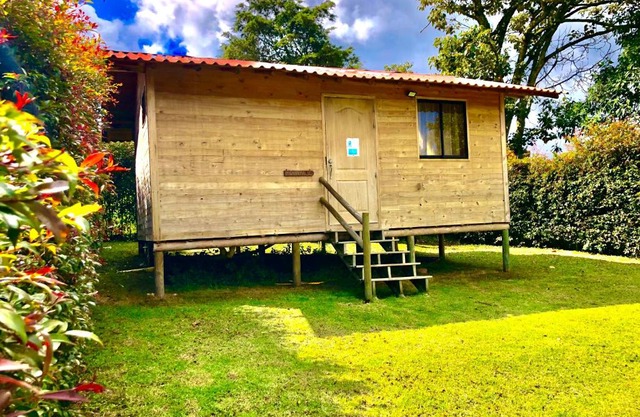 Crisantema 1