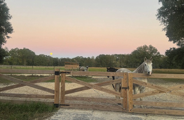 Cute cottage on 85-Acre horse farm