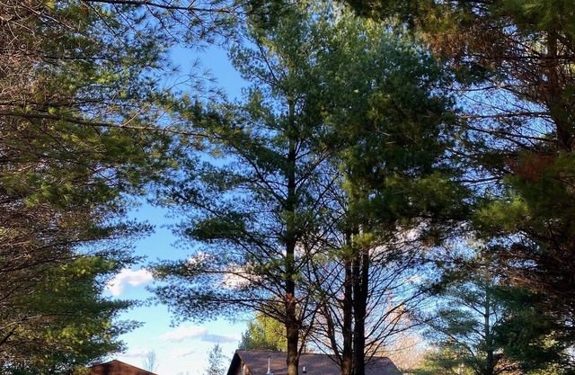 Danbury log cabin