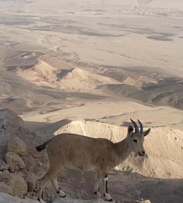 Desert Peace