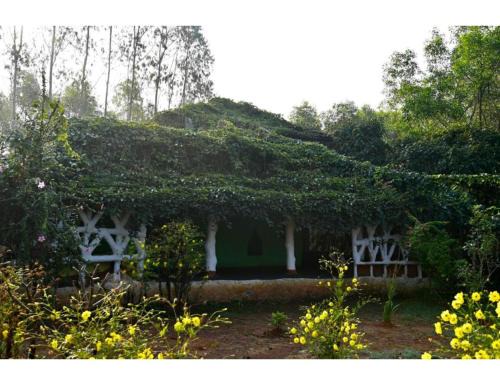 Desia Duduma, Puri
