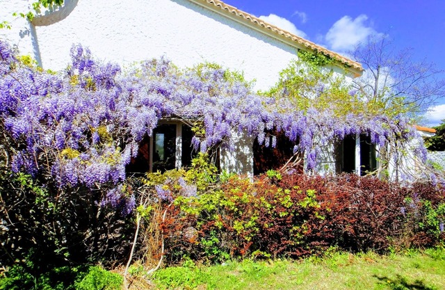 Detached house in beautiful property surrounded by vineyards, large swimming pool