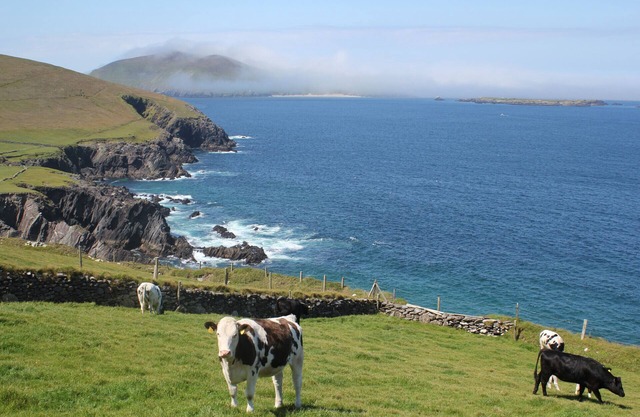 Dingle Courtyard Cottages - Type B