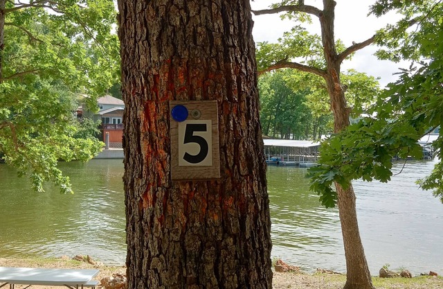 DnD Campground Site #5 Lake Front Primitive Camp Site