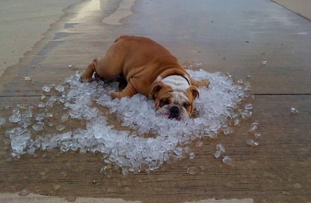 ¿Su perro necesita unas vacaciones? Somos mascotas y gente amable!