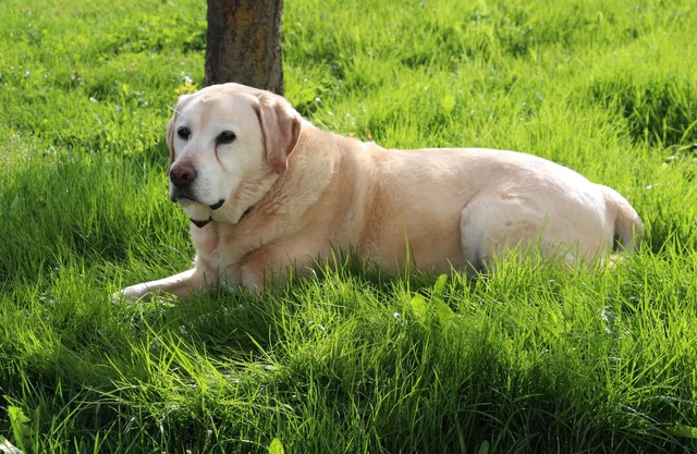 Dog-friendly Sesvenna vacation apartment on the first floor