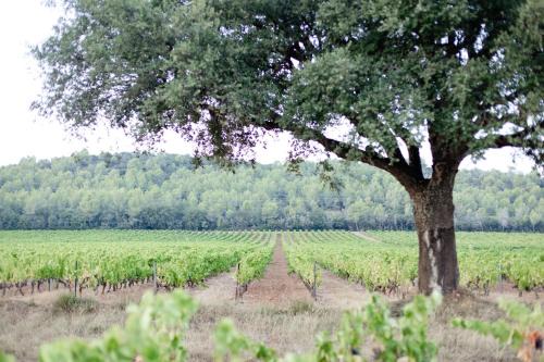 Domaine De Sigalous