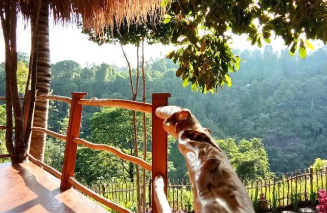 Dreamy Eco Tree House by 7 Waterfalls