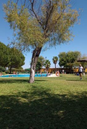 El laurel y el limonero.