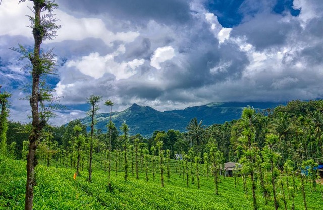 Ende Wayanad Resort