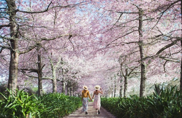 English Cherry Tree Manor