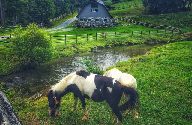 Entire Barn: Farm Stay w/ Petting Zoo, Tube Slide & Ziplines