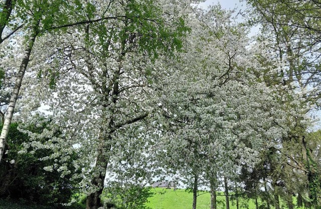 Family country house in one of Wallonia's most beautiful villages