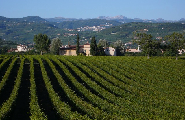 Diversión familiar en los viñedos de Valpolicella.
