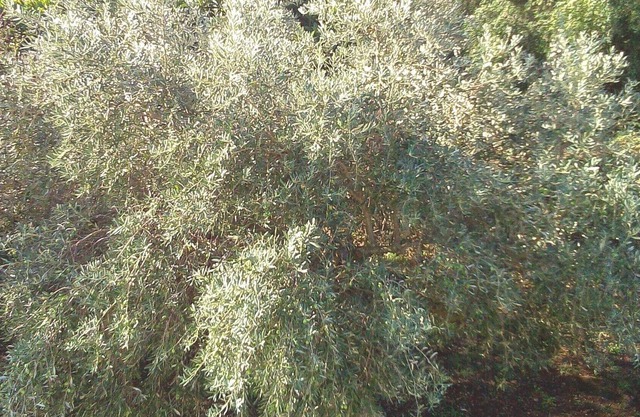 ¡Granja Georgia, tu oportunidad de descubrir la belleza jónica!