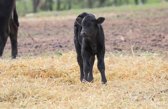 Farm stay right at Mount Bolton, with grazing Cattle and Sheep, near Ballarat.