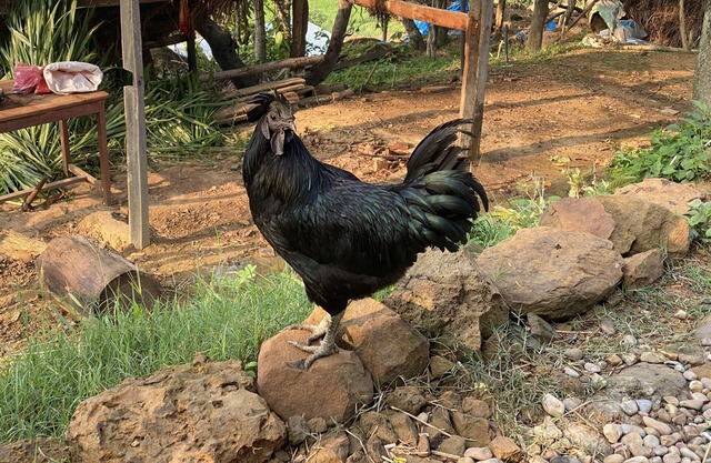 Farmstay at Remote Nepal