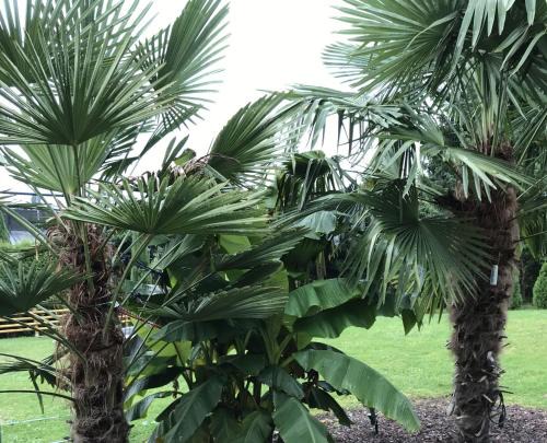 Ferienwohnung Palmengarten