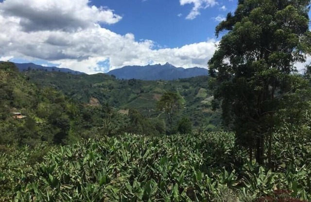 Finca La Arabia Eco Cabaña ~Organic Coffee Farm