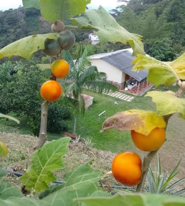 Finca La Palma