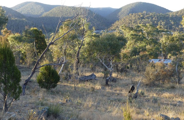 Forest Cottage – Relaxing bush stay. Pet friendly