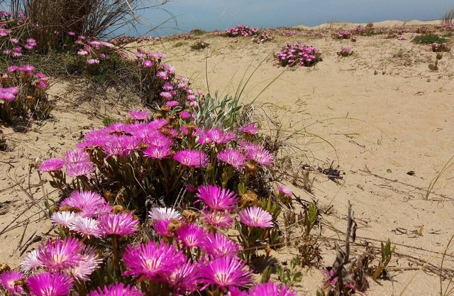 Casa completa con jardín amplio a 10 minutos de la playa