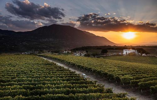Giardino Delle Oche - Ocone Taburno Wine County
