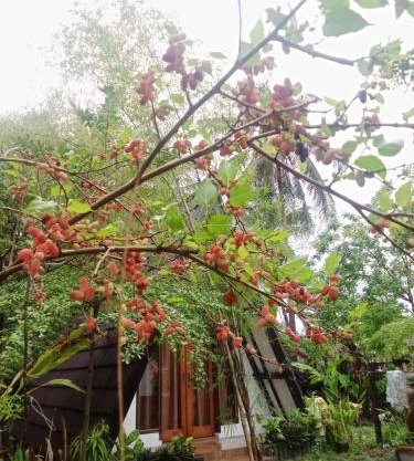 Green cottage