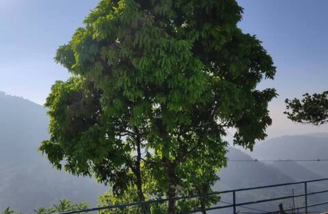 Green Paradise Room-3