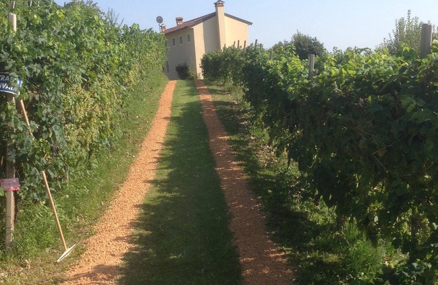Casa de huéspedes con 2 apartamentos en la finca con viñedo Prosecco
