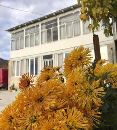 Guesthouse _ DAVITI