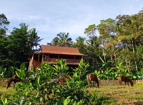 Havana Horses Lodge