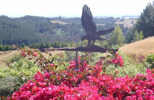 Ridge Hawk - Redwood Valley