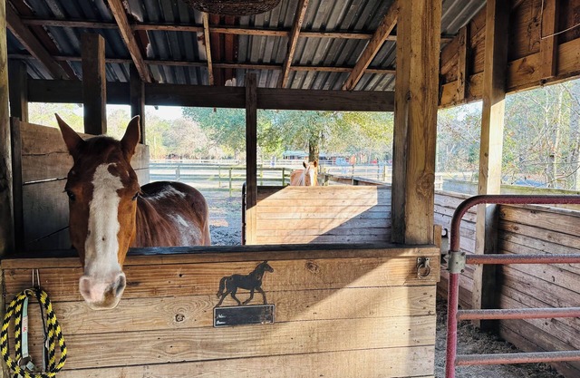 Hay Loft Charming 1 bedroom studio Barn on 12 Acre horse farm