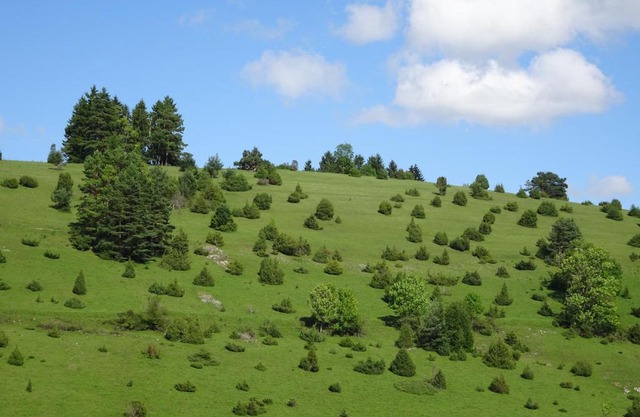 Heid-Blick