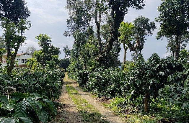 Heights Farm Stay - Coffee Estate Stay
