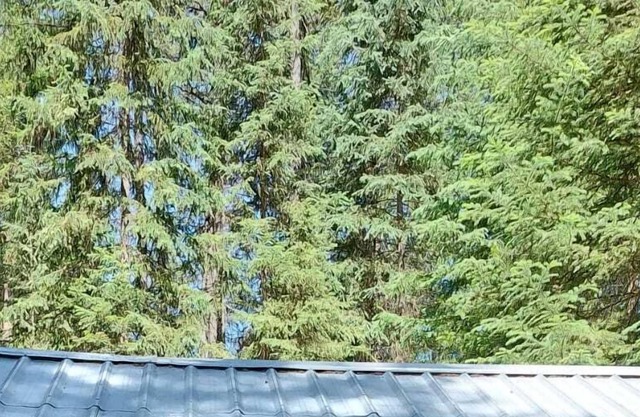 Hideaway Hut 2/ 1 Queen and 1 Bunkbed