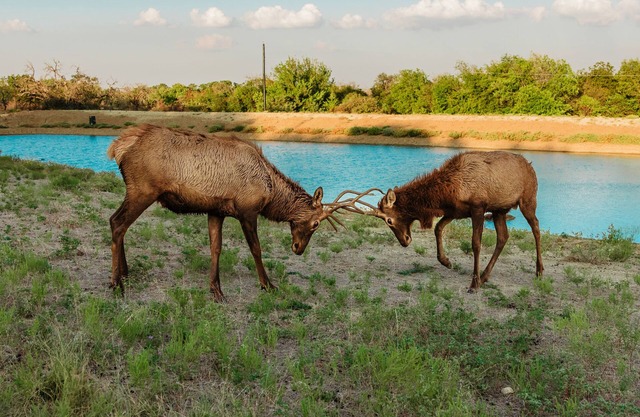 Hilltop lodge with spectacular views and roaming wildlife.