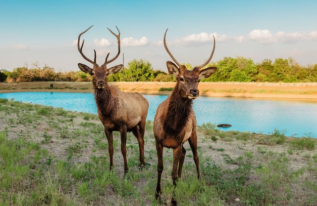 Hilltop lodge with spectacular views and roaming wildlife.