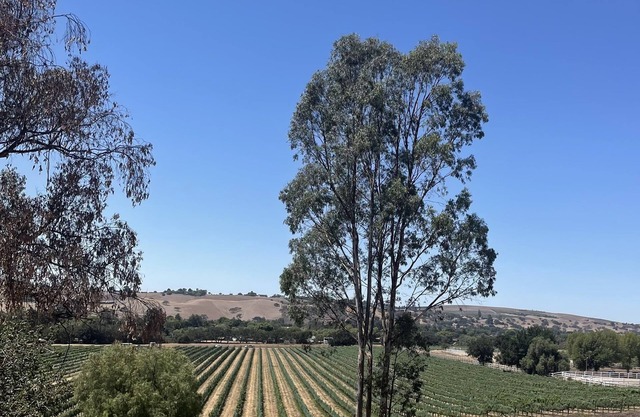 Hilltop Vineyard and Agave Field Views