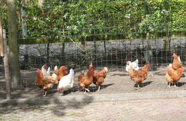 Hoeve Vierhuyse