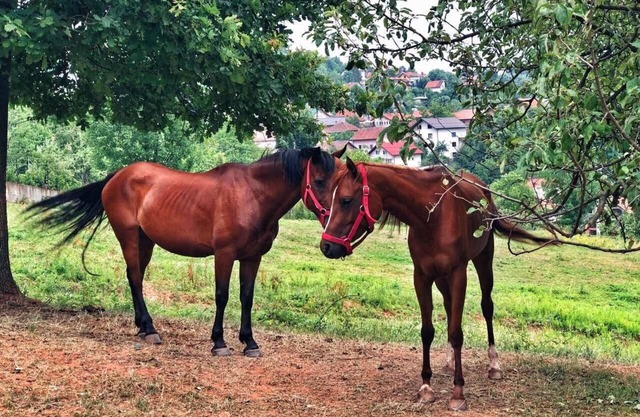 Vacaciones en el bosque con hermosas vistas de la ciudad de Sarajevo