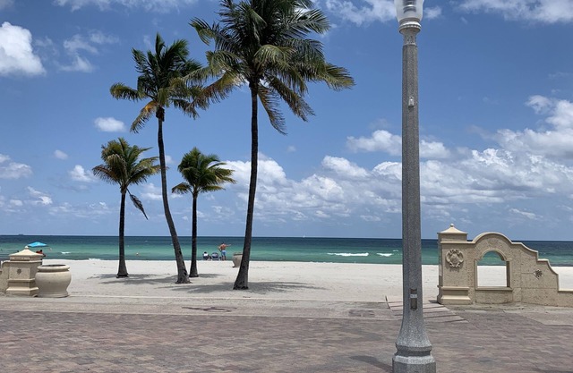 Hollywood Beach Seagull