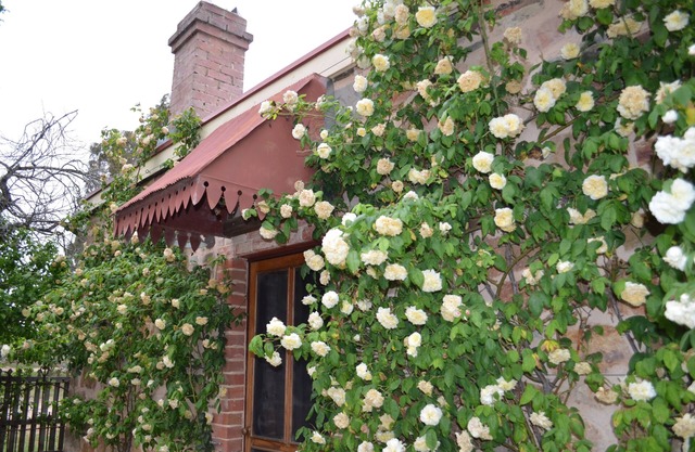 Hermosa casa de campo patrimonial ubicada en un increíble jardín campestre lleno de rosas antiguas