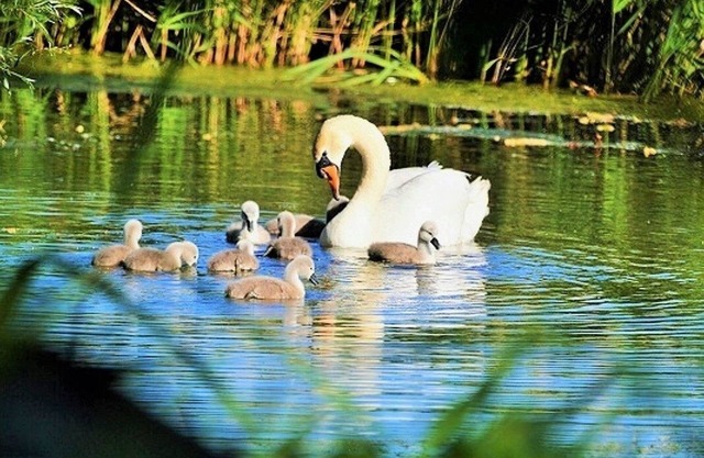 Honeypot Cottage, Falkenham, Nr Felixstowe, Suffolk