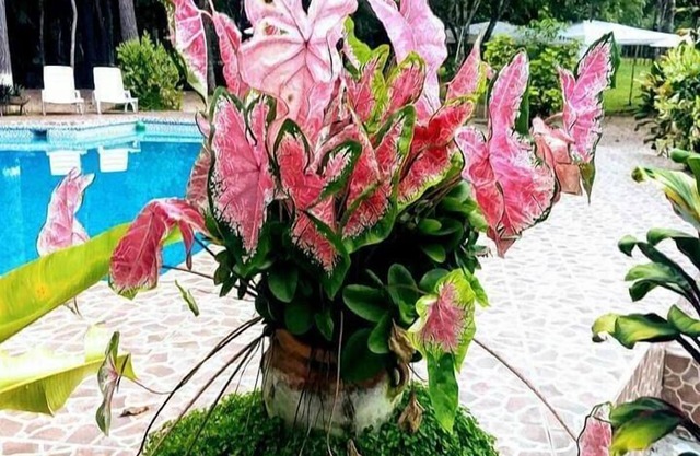 Hotel Campestre Santa Ana