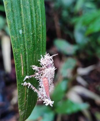 Huellas en la selva sas zomac