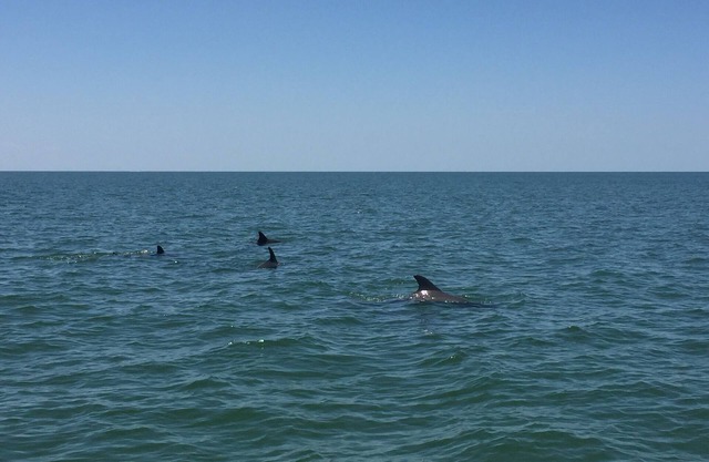 ENORME 5 habitaciones Riverfront / Gulf Home w / toneladas de habitación. # 1 ALQUILER en Crystal River