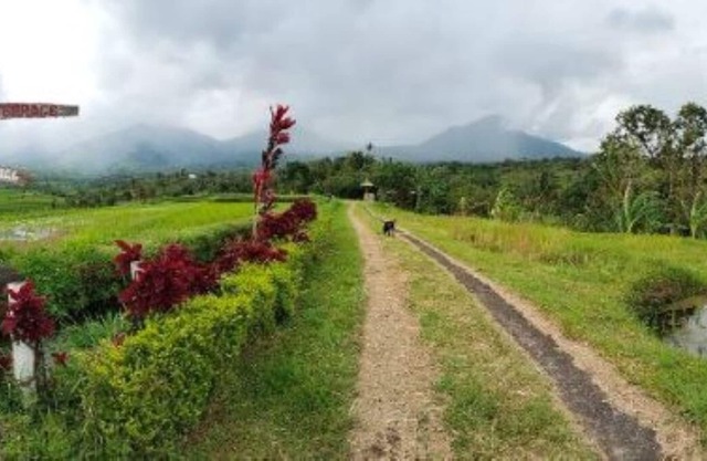 Humble Cabin surrounded by Nature Vibes - Rice Fields and waterfalls